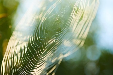 Şafak vakti güneş ışığında tarlada büyük bir inek ağı