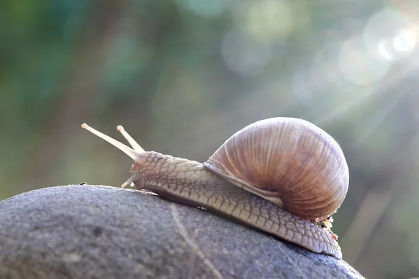 Little Snail Crawling Stone Garden Close View — Stock Photo, Image