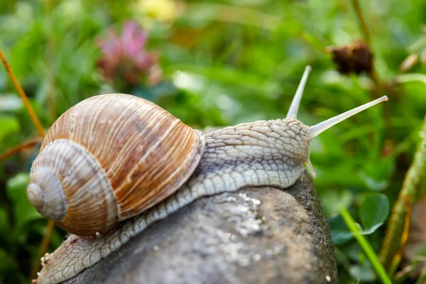 Pequeno Caracol Rastejando Pedra Jardim Vista Perto — Fotografia de Stock