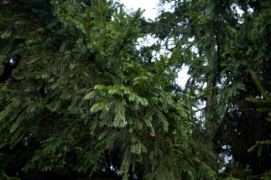Ormanda yetişen yeşil köknar ağacı, yakın görüş 