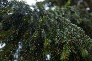 Ormanda yetişen yeşil köknar ağacı, yakın görüş 