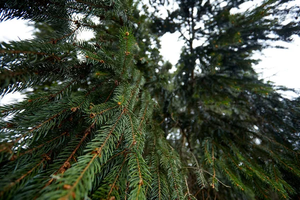 生长在森林中的绿色冷杉树 — 图库照片