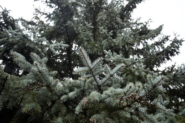 Green Fir Tree Growing Forest Close View — Stock Photo, Image