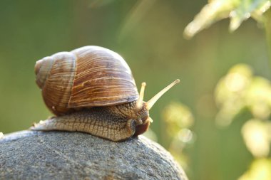 Bahçede kayalarda sürünen küçük bir salyangoz.