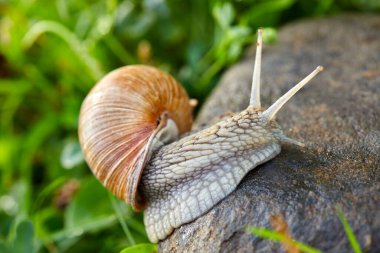 Bahçede kayalarda sürünen küçük bir salyangoz.