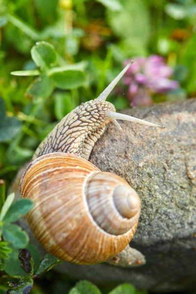 Little Snail Crawling Stone Garden Close View — Stock Photo, Image