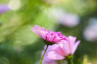 Yaz bahçesinde yetişen güzel çiçekler, yakın manzara.