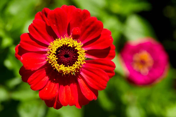 Yaz Bahçesinde Yetişen Güzel Çiçekler Yakın Manzara — Stok fotoğraf
