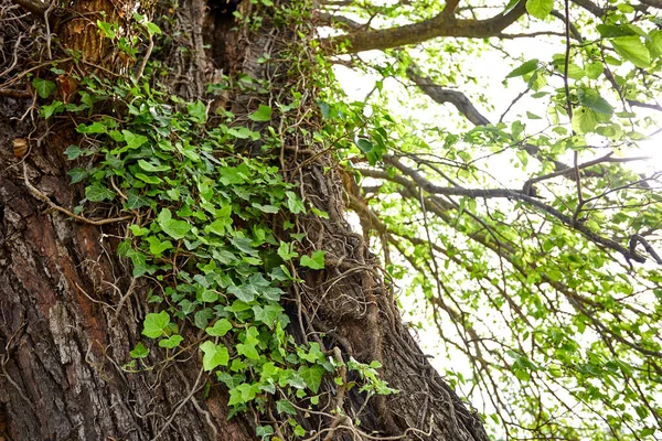 Весеннее Дерево Зелеными Листьями Солнечный День — стоковое фото