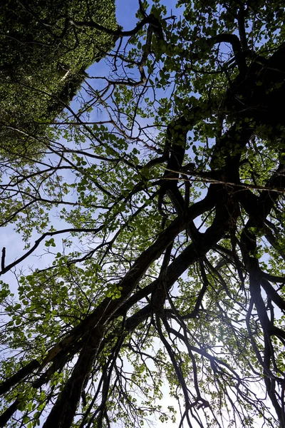 Весеннее Дерево Зелеными Листьями Солнечный День — стоковое фото
