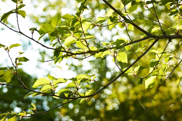 Frühlingsbaum Mit Grünen Blättern Sonnigen Tag — Stockfoto