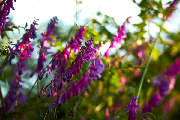 Belles Fleurs Poussant Dans Jardin Jour Ensoleillé — Photo