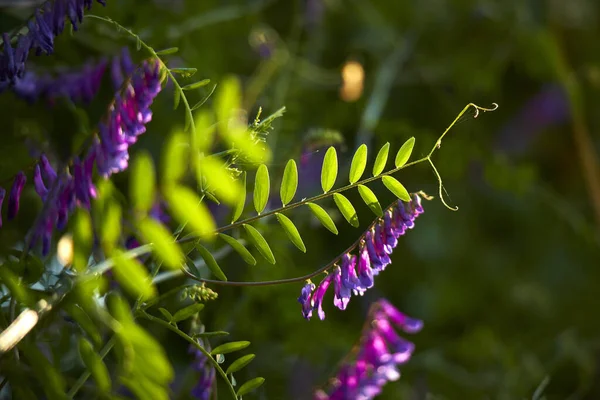 Belles Fleurs Poussant Dans Jardin Jour Ensoleillé — Photo