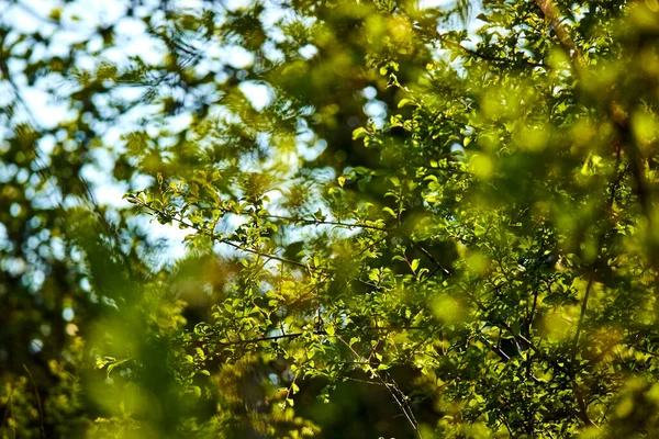 春の晴れた日に若い緑の葉を持つ木の枝 — ストック写真