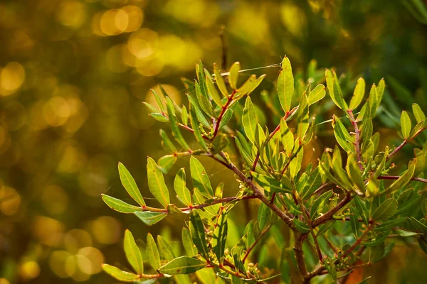 Ветви Деревьев Зелеными Листьями Весенний Солнечный День — стоковое фото