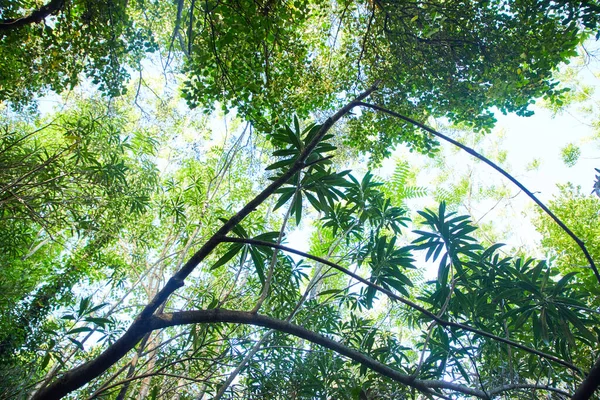 Alberi Con Foglie Verdi Che Crescono Nel Parco Nelle Giornate — Foto Stock