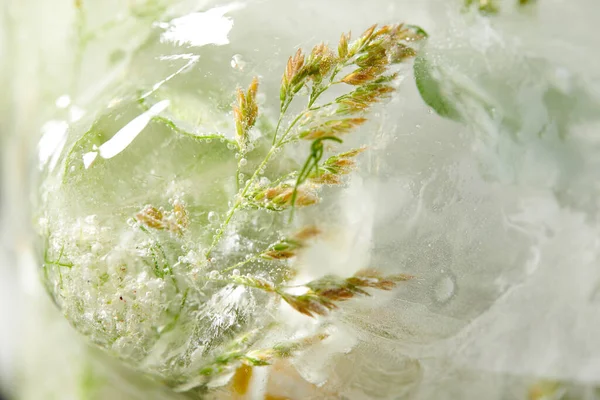 Flowers Leaves Ice Close View — Stock Photo, Image