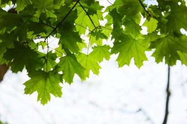 Bahar Parkı 'nda yeşil yapraklı ağaç brunch' ları 