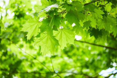 Bahar Parkı 'nda yeşil yapraklı ağaç brunch' ları 