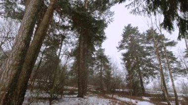 Bitmez tükenmez ormana yağan kar manzarası 