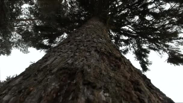 Spodní Pohled Větve Stromů Lese Pozadí Oblohy — Stock video