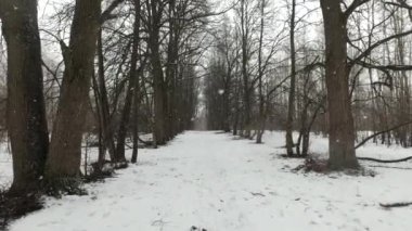 Ormanda yola düşen karların resimsel görüntüsü 