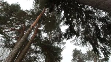 Bitmez tükenmez ormana yağan kar manzarası 