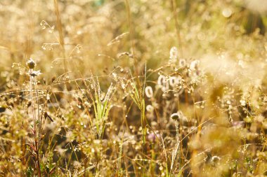 Güneşli bir günde çimen ve çiçeklerle dolu güzel bir çayır.