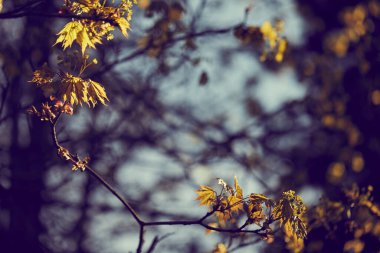 Parktaki ağaç dalında sonbahar yaprakları