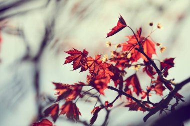 Parktaki ağaç dalında sonbahar yaprakları