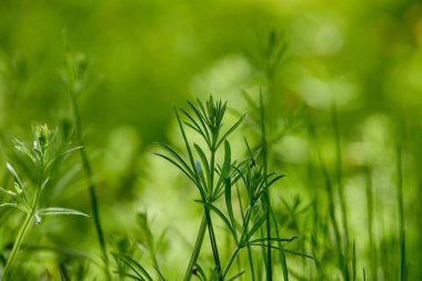 Güneşli bir günde bahar parkındaki yeşil çimlerin manzarası
