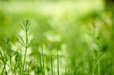 Güneşli bir günde bahar parkındaki yeşil çimlerin manzarası