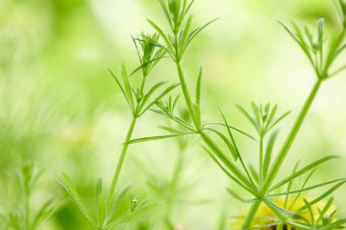 Bahar parkında büyüyen karahindiba manzarası  