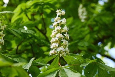 Güneşli bir günde bahar parkında çiçek açan kestane ağacı