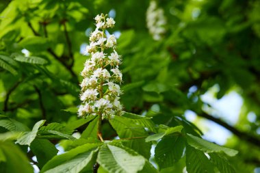 Güneşli bir günde bahar parkında çiçek açan kestane ağacı