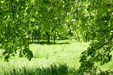 Güneşli bir günde baharın manzarası.