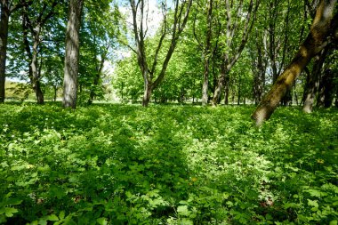 Güneşli bir günde baharın manzarası.