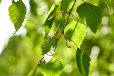 Güneşli bir günde bahar parkında yeşil yapraklı ağaç dalları