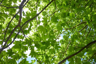 Güneşli bir günde bahar parkında yeşil yapraklı ağaç dalları