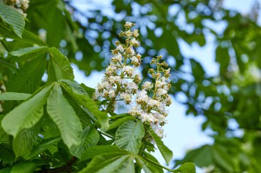 Güneşli bir günde bahar parkında çiçek açan kestane ağacı