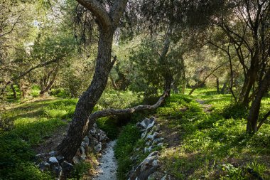 Karadağ 'da güneşli bir günde güzel bir bahar parkı