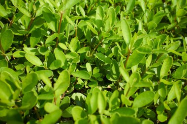 yeşil yapraklar güneşli bahar gününde 