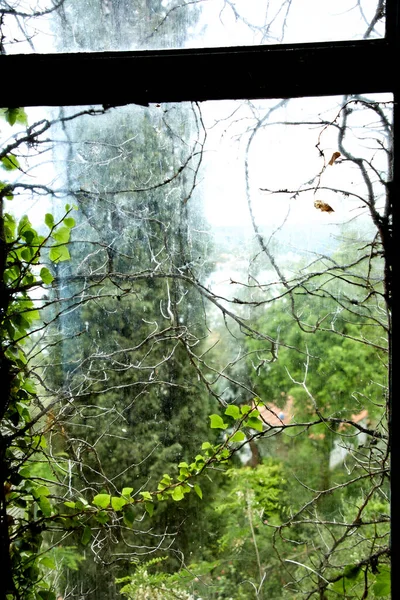 view through window to nature at rainy day