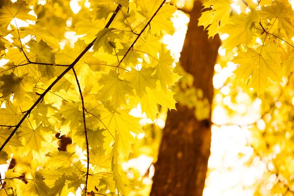 Ветви Деревьев Осенними Листьями Парке — стоковое фото
