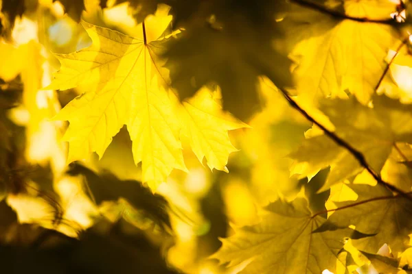 Ramuri Copaci Frunze Toamnă Parc — Fotografie, imagine de stoc