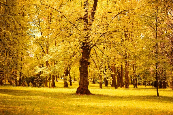 Scénický Pohled Žlutý Podzimní Park — Stock fotografie