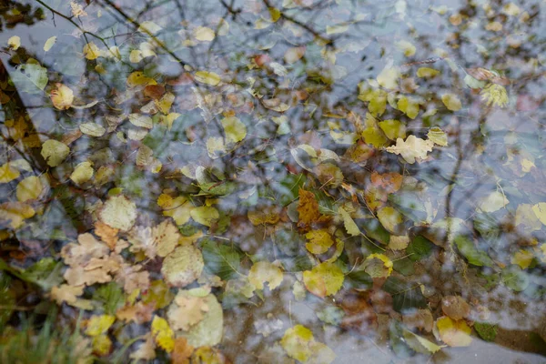Autumn Fallen Leaves Water Top View — Stock Photo, Image