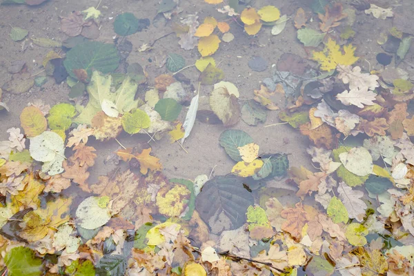 Otoño Hojas Caídas Bajo Agua Vista Superior —  Fotos de Stock