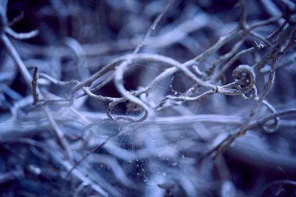 Dry Grey Branches Plant Autumn Concept — Stock Photo, Image