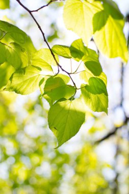 Yeşil yapraklı ağaç dalları mavi gökyüzü arka planında, yaz konsepti 